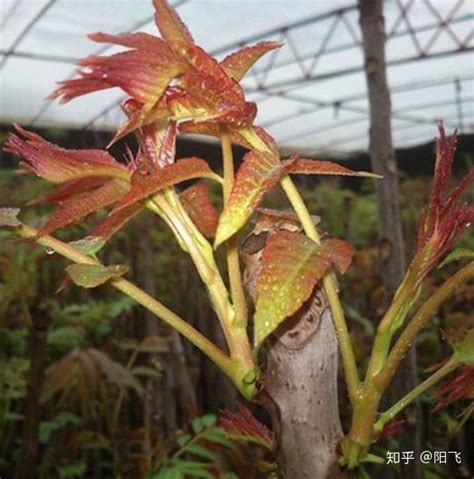 香椿树的种植|农民种香椿，掌握好香椿的种植方法，每亩收益5